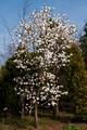 Magnolia salicifolia IMG_9536 Magnolia wierzbolistna